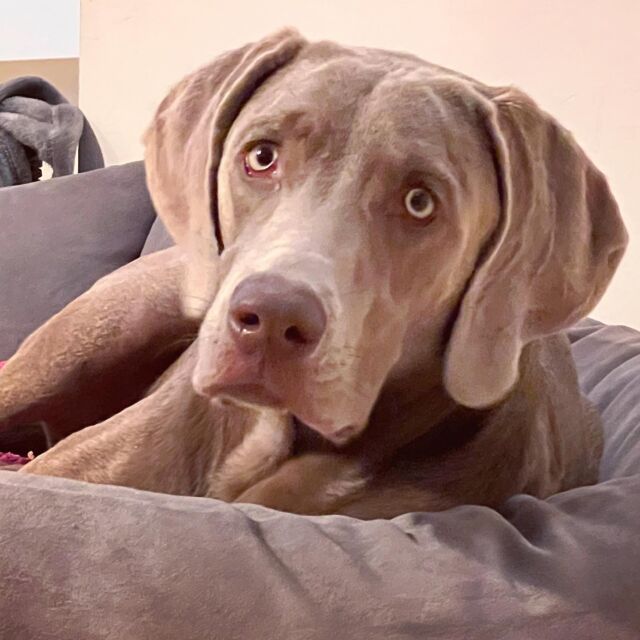 📌 Ach ja, da war doch noch etwas…
 
📌 Heute ist #welthundetag ❤️ 🐶

 🥳 Alles Gute! Wuff! Wuff!
 
  Bailey 🐶❤️🐾

#welthundetag🐶❤️ #hundeliebe #hund #dog #2023 #labmaraner #tagdeshundes #happydog #wuff #happyday #dogoftheday #wuffwuff
